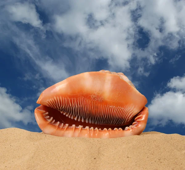 Grote zeeschelp op het zand, studio opname — Stockfoto