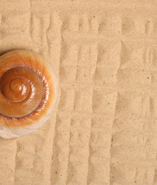 Große Muschel im Sand, Studioaufnahme — Stockfoto