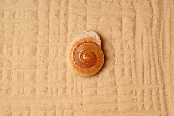 Große Muschel im Sand, Studioaufnahme — Stockfoto
