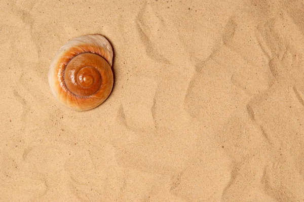 スタジオ撮影、砂の上の大規模な貝殻 — ストック写真