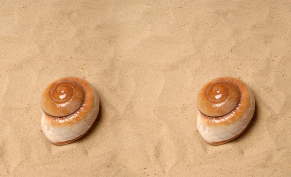 Large seashell on the sand, Studio shot — Stock Photo, Image