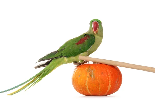 stock image Big green ringed or Alexandrine parrot