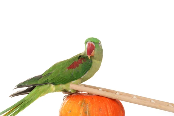 stock image Big green ringed or Alexandrine parrot