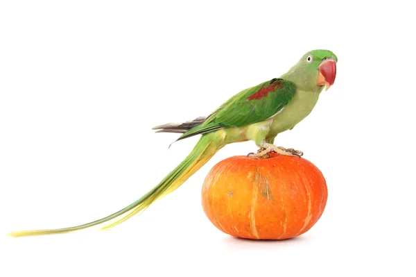 Большой зелёный кольчатый или Александрийский попугай — стоковое фото