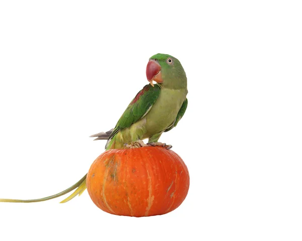 Duży zielony obrączkowane lub alexandrine papuga — Zdjęcie stockowe