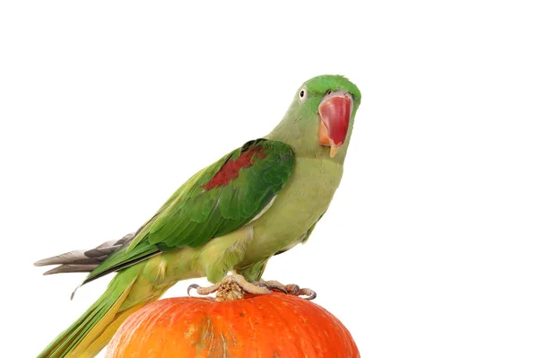 Великий зелений кільцевий або папуга Олександра — стокове фото