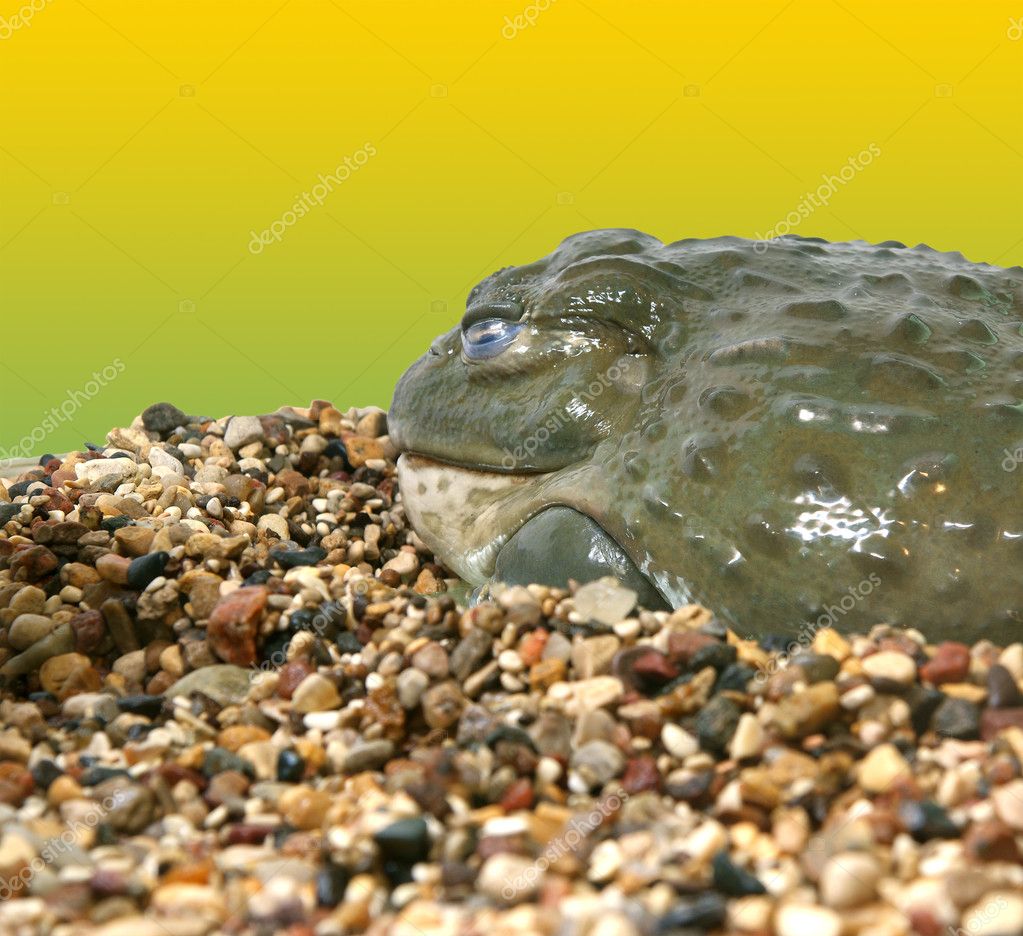 A very large African bullfrog. Lives in tropical Africa. — Stock Photo
