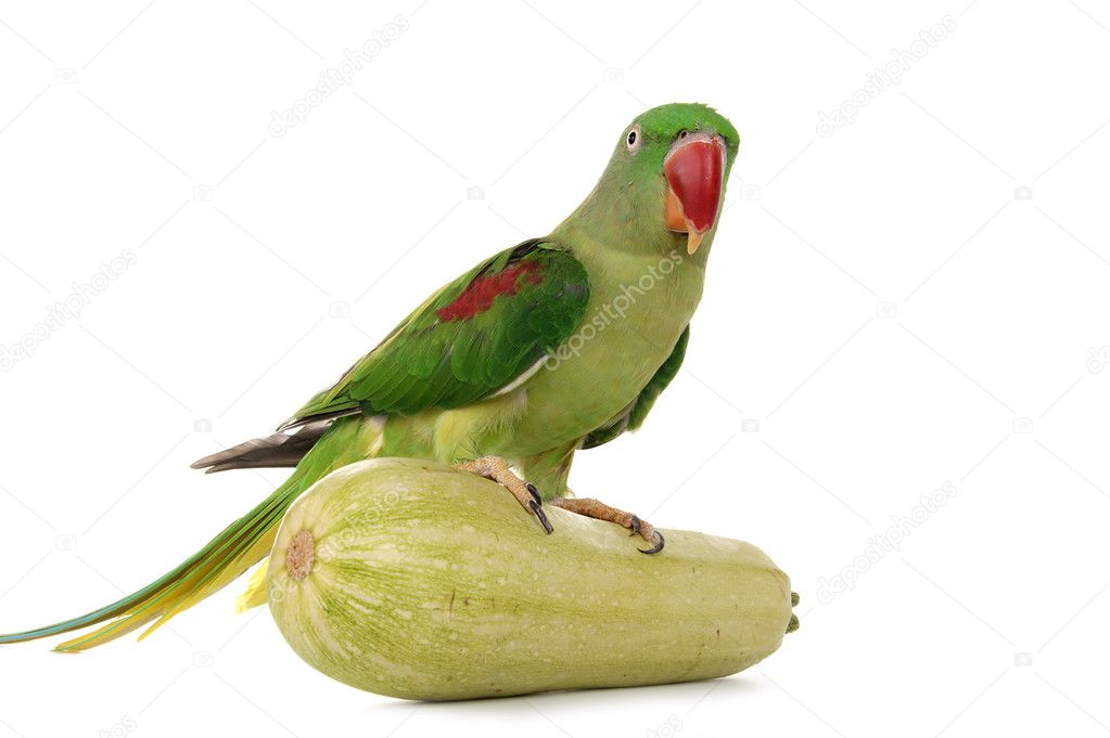 Big green ringed or Alexandrine parrot — Stock Photo © VLADJ55