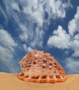 kum üzerinde büyük deniz kabuğu