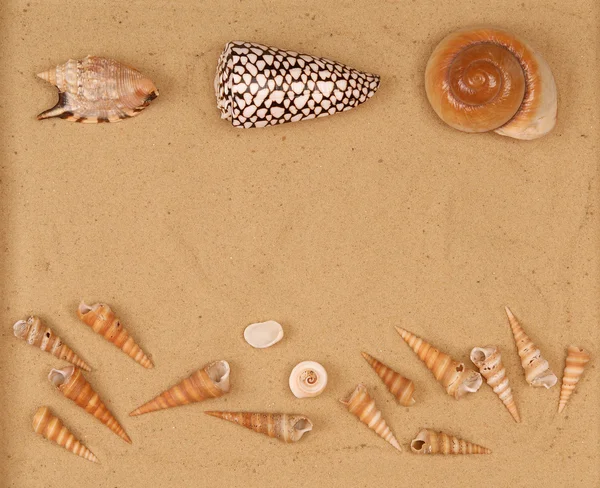 Grande conchiglia sulla sabbia — Foto Stock