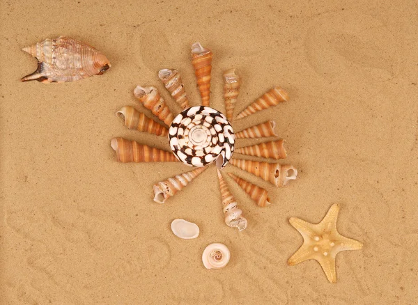 ปะการังขนาดใหญ่บนทราย — ภาพถ่ายสต็อก