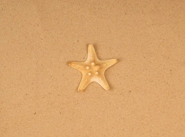 Large starfish on the sand, Studio shot — Stock Photo, Image