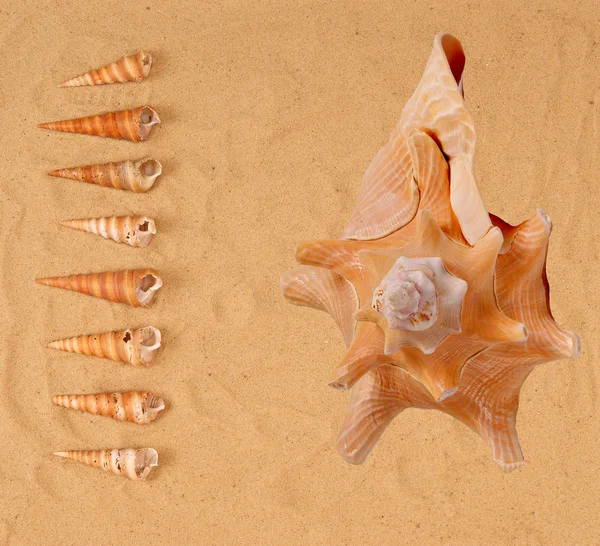 在沙滩上的大贝壳 — 图库照片