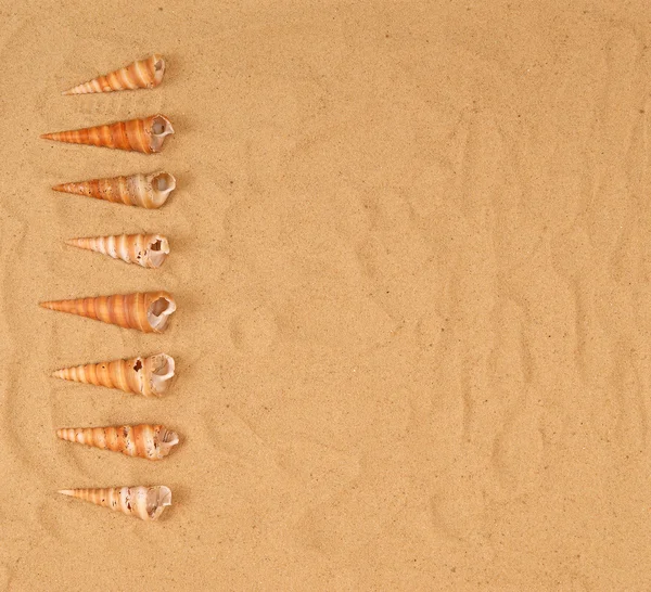 Gran concha marina en la arena — Foto de Stock