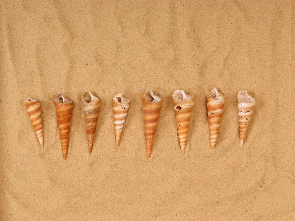 큰 조개는 모래에 — 스톡 사진