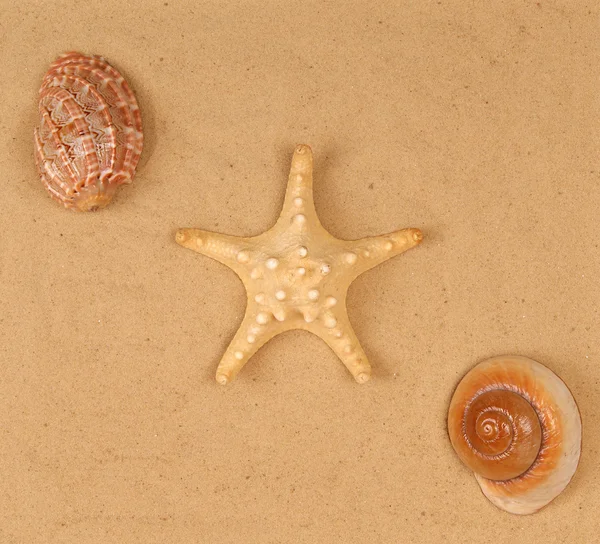 Grande étoile de mer sur le sable, Plan studio — Photo