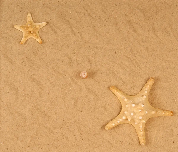 stock image Large starfish on the sand, Studio shot