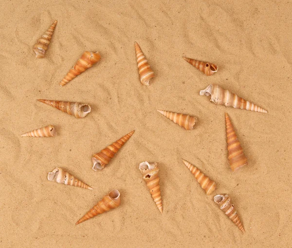 Grand coquillage sur le sable — Photo