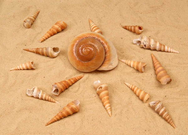 Gran concha marina en la arena —  Fotos de Stock