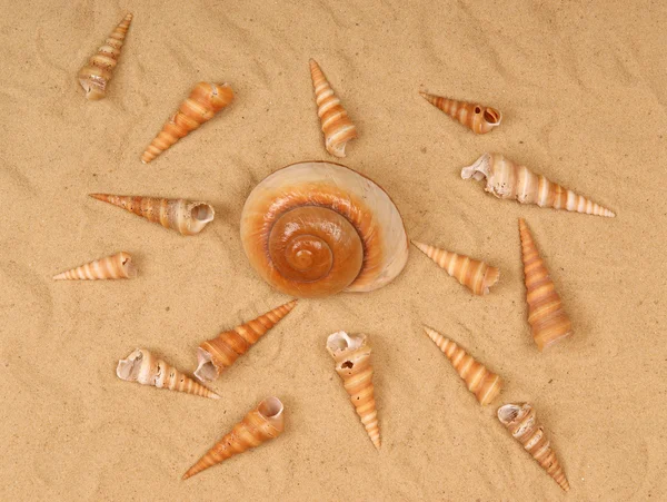 Large seashell on the sand — Stock Photo, Image
