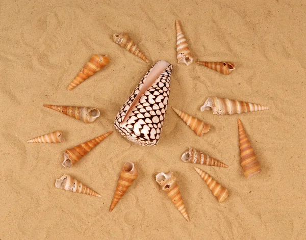Kum üzerinde büyük deniz kabuğu — Stok fotoğraf