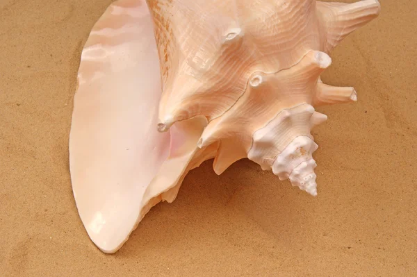 Kum üzerinde büyük deniz kabuğu — Stok fotoğraf