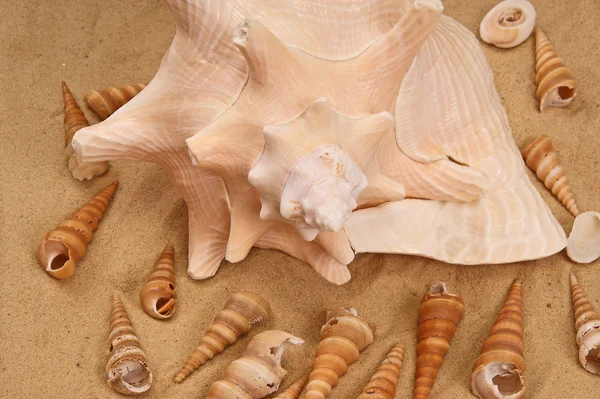 在沙滩上的大贝壳 — 图库照片