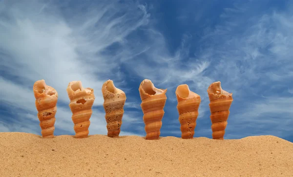 Stor snäcka på sanden — Stockfoto