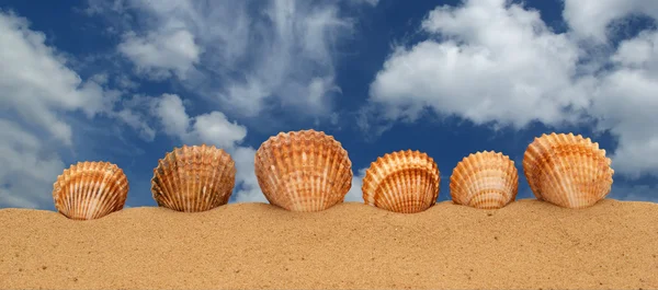 砂の上の大規模な貝殻 — ストック写真