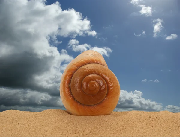 Grand coquillage sur le sable — Photo