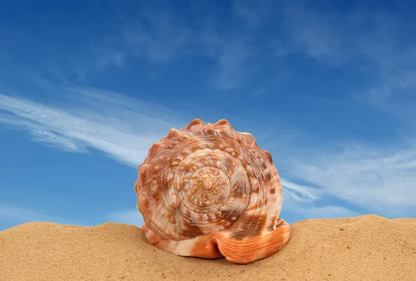 Duże muszla na piasku — Zdjęcie stockowe