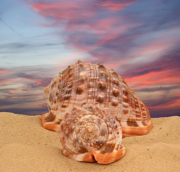 砂の上の大規模な貝殻 — ストック写真