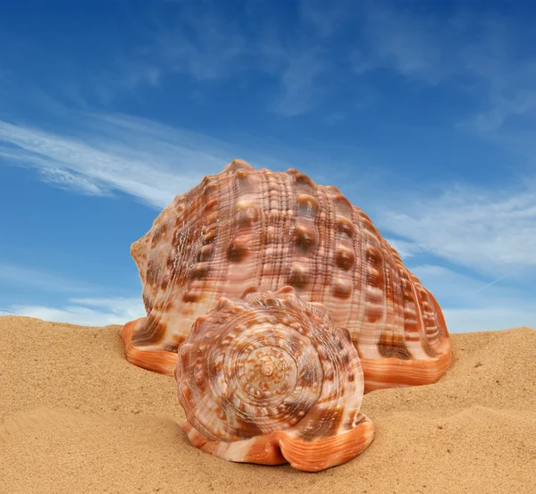 Große Muschel auf dem Sand — Stockfoto