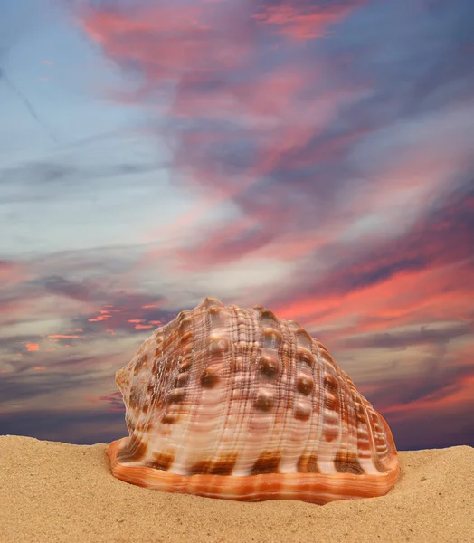 Gran concha marina en la arena — Foto de Stock