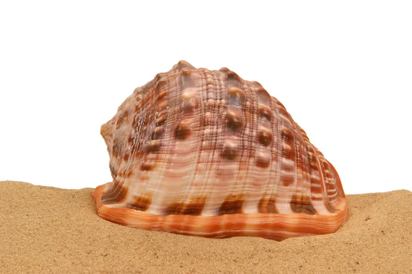 Große Muschel auf dem Sand — Stockfoto
