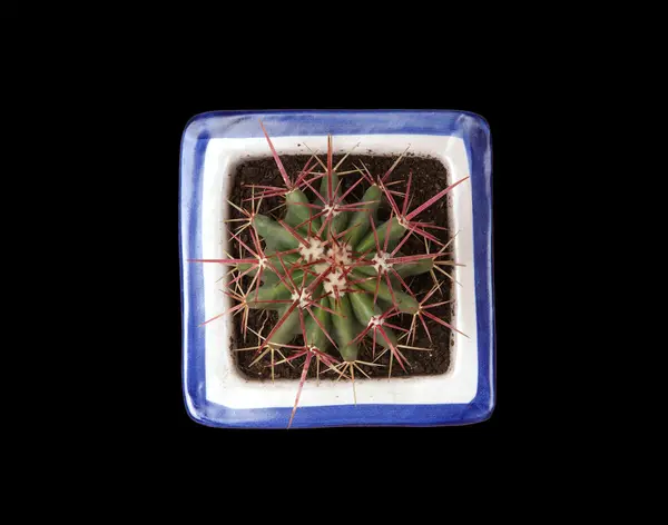 Decorative cactus — Stock Photo, Image