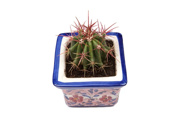 Dekorativní kaktusy — Stock fotografie
