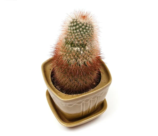Dekorativní kaktusy — Stock fotografie