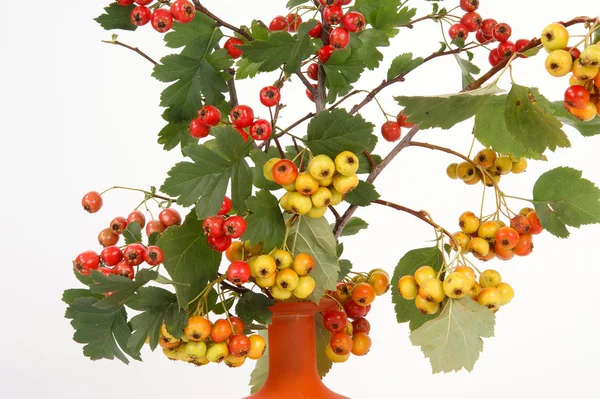 Autumn bouquet with berries of hawthorn and pear — Stock Photo, Image