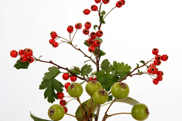 Høstbukett med bær av hagtorn og pære – stockfoto