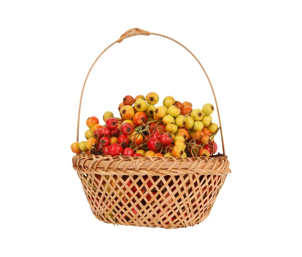 stock image Hawthorn berries in a wicker basket