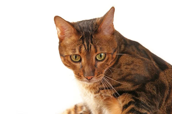 stock image The leopard cat (Prionailurus bengalensis) on a white