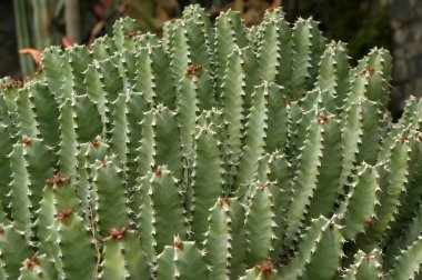 kaktüs bitkileri closeup arka planı