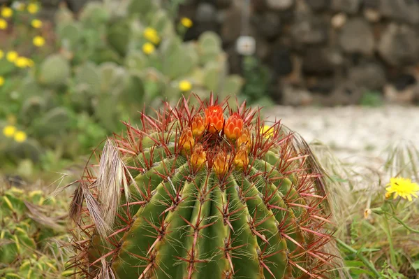 Cactus en gros plan dans des conditions naturelles — Photo