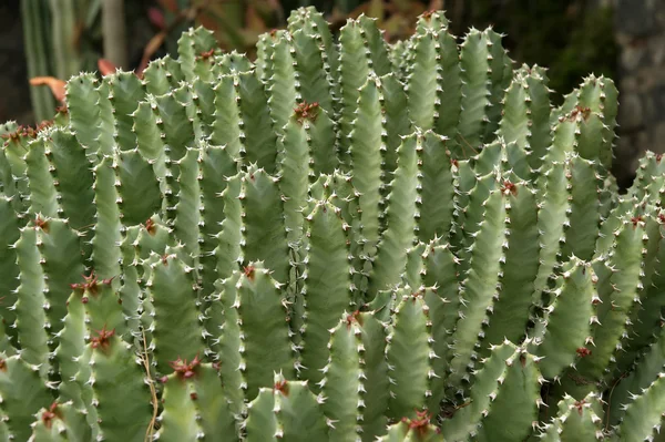 サボテン植物のクローズ アップの背景 — ストック写真