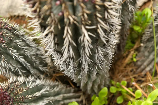 Cactus en gros plan dans des conditions naturelles — Photo