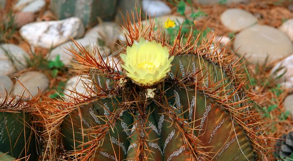 Cactus en gros plan dans des conditions naturelles — Photo