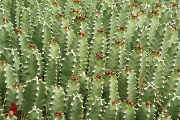Фон рослин кактусів крупним планом — стокове фото