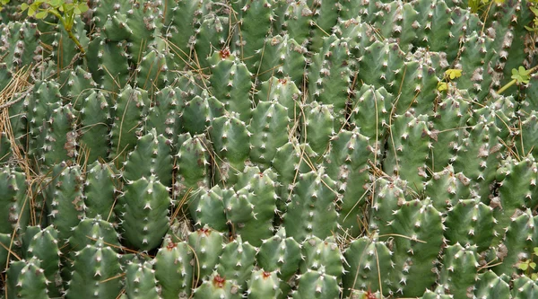 Achtergrond van cactus planten close-up — Stockfoto