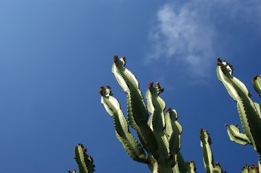 kaktüsler closeup doğal koşullarda